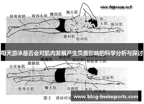 每天游泳是否会对肌肉发展产生负面影响的科学分析与探讨